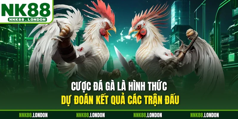 Cược đá gà là hình thức dự đoán kết quả các trận đấu