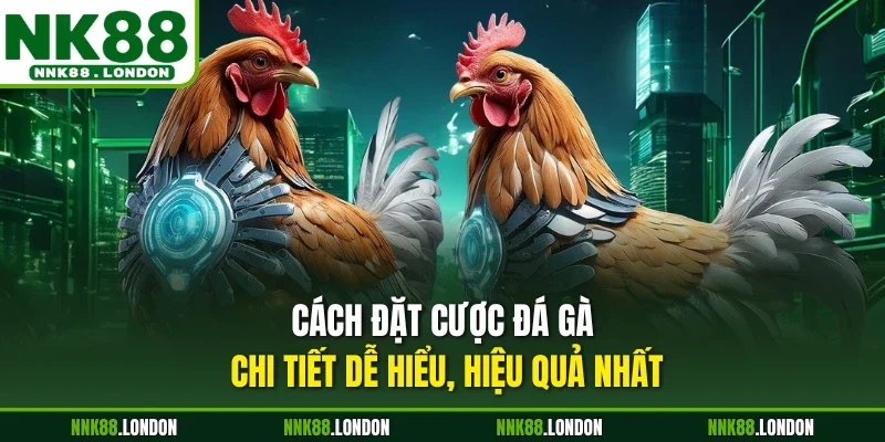 Cách đặt cược đá gà chi tiết