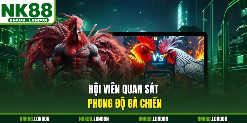 Hội viên quan sát phong độ gà chiến