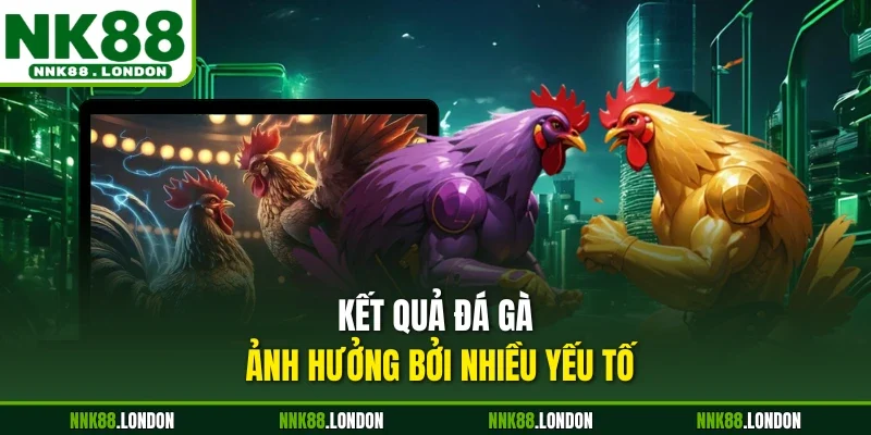 Kết quả đá gà ảnh hưởng bởi nhiều yếu tố