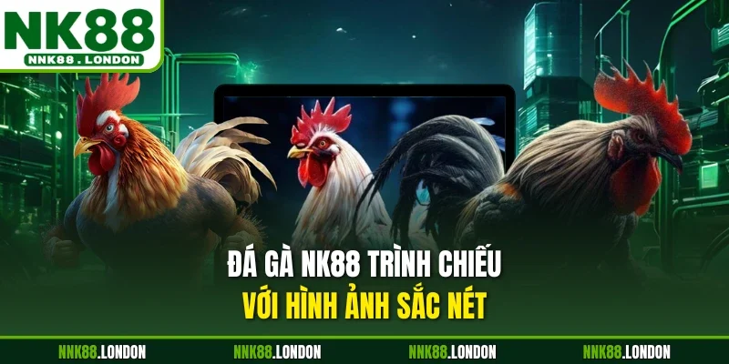 Đá gà NK88 trình chiếu với hình ảnh sắc nét